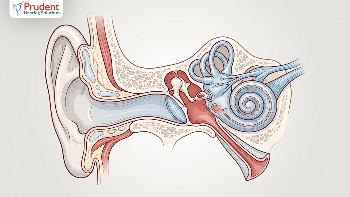 Types of hearing loss: conductive, sensorineural, and mixed